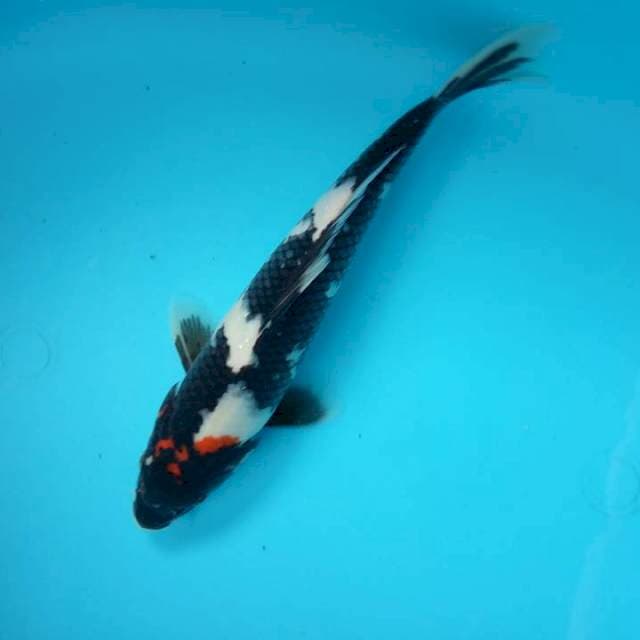 hitam manis