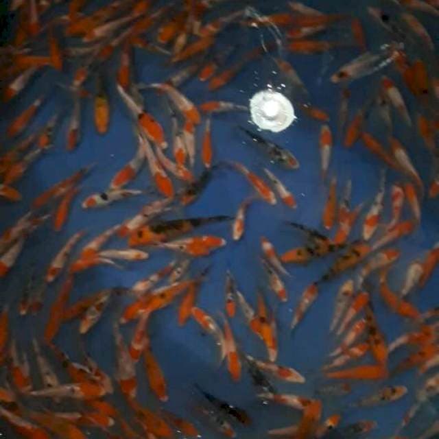 KOHAKU SANKE DOITSU 12-19 CM ADA 290 EKOR