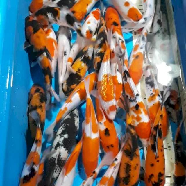 GOSANKE 17-19 CM ADA 34 EKOR