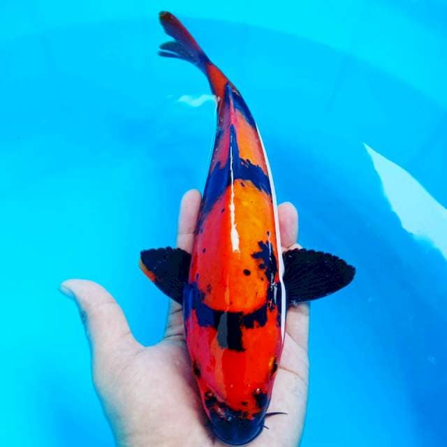 Hi Utsuri 28cm Merah Strong