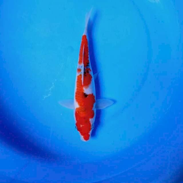 Tategoi showa 20cm up