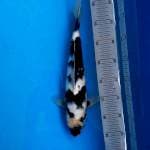 Shiro Josss 35cm Male