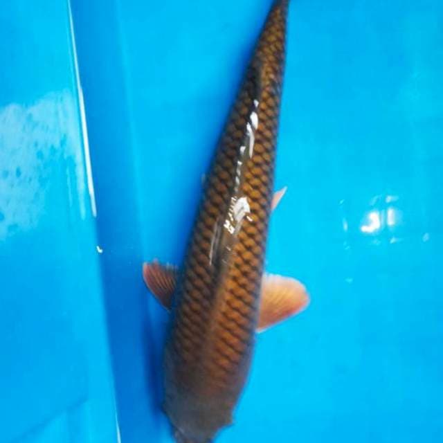 Chagoi 40cm