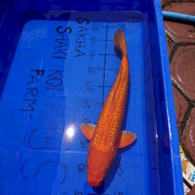 GINRIN JOS BENIGOI 40CM