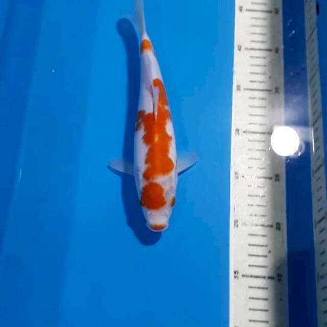 KOHAKU 25 CM