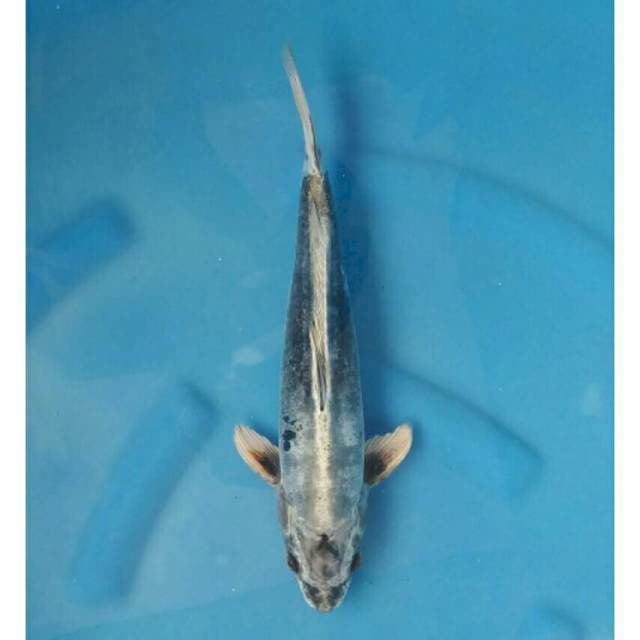 Kikokuryu Import non serti