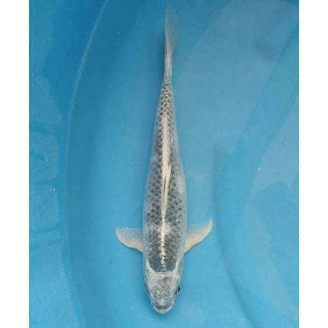 Kawari Import non serti