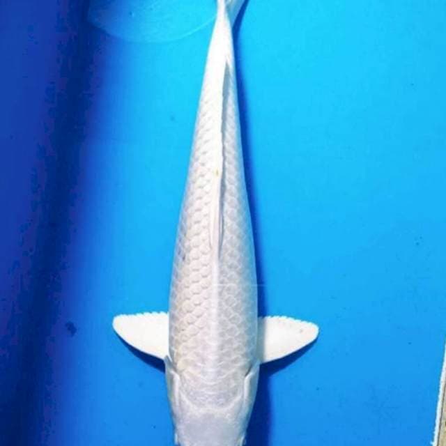 Super white