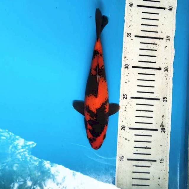 Utsuri 22cm/Female