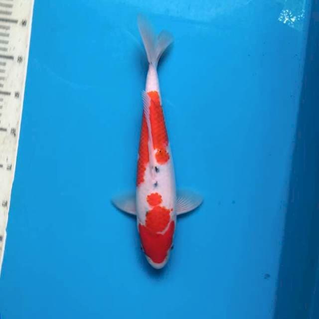 Tategoi sanke 32cm (F)