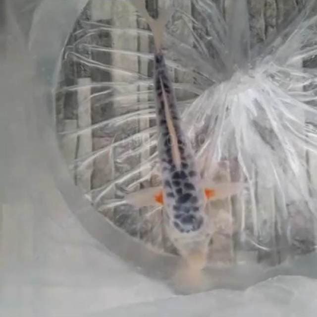 asagi jaring gajah 20cm