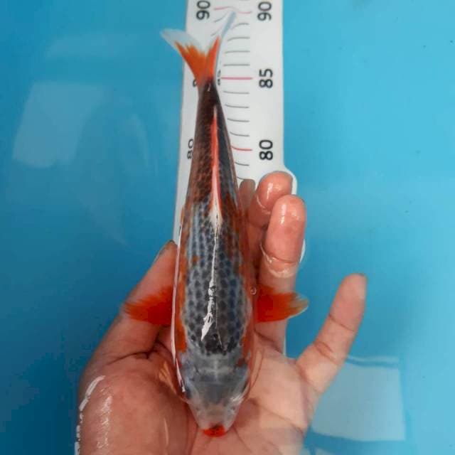 asagi 20cm