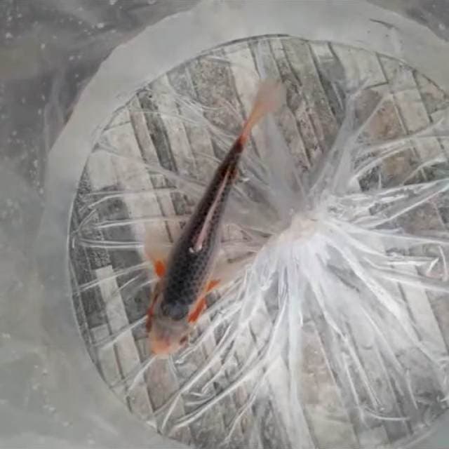 Asagi matap 22cm