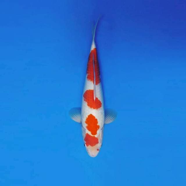 AKAGI 4 - KOHAKU 4 STEPS ®
