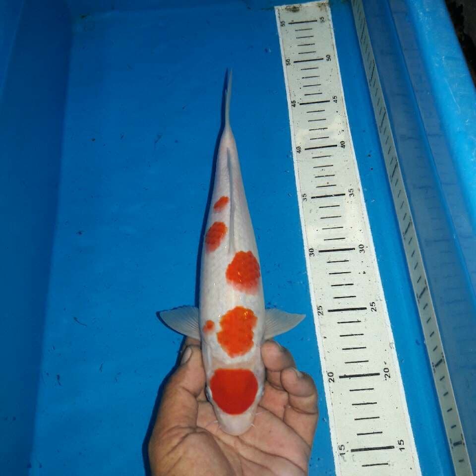 Maruten kohaku
