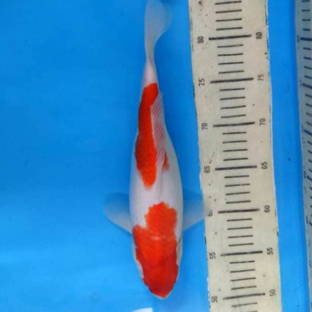 Nidan kohaku