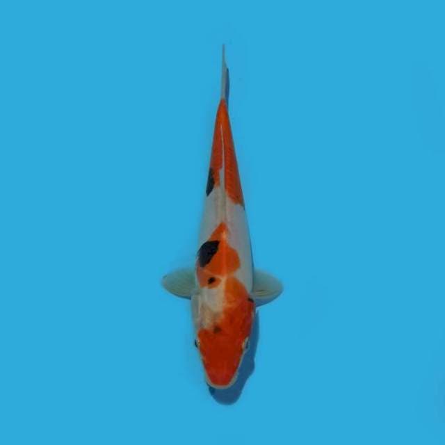 ND BENIKUM ON 20CM