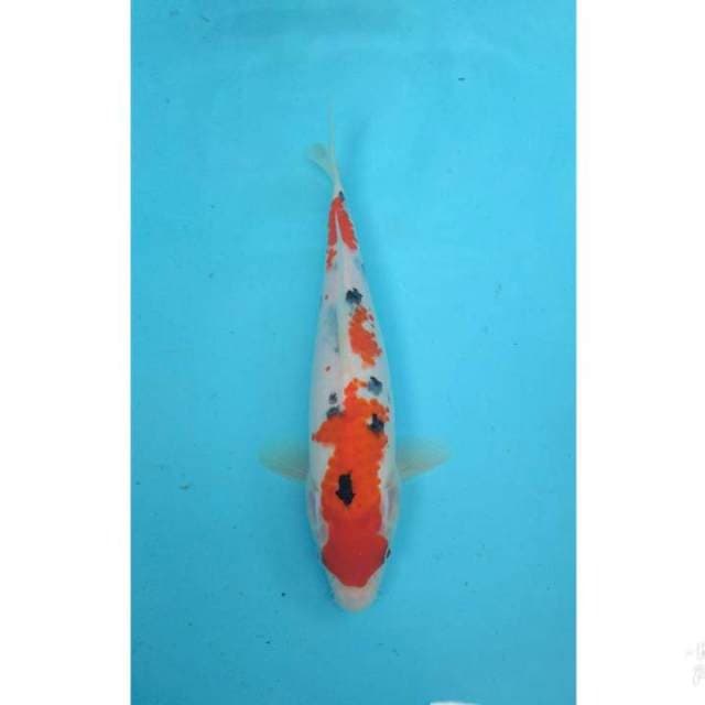 SANKE SANDAN 30CM