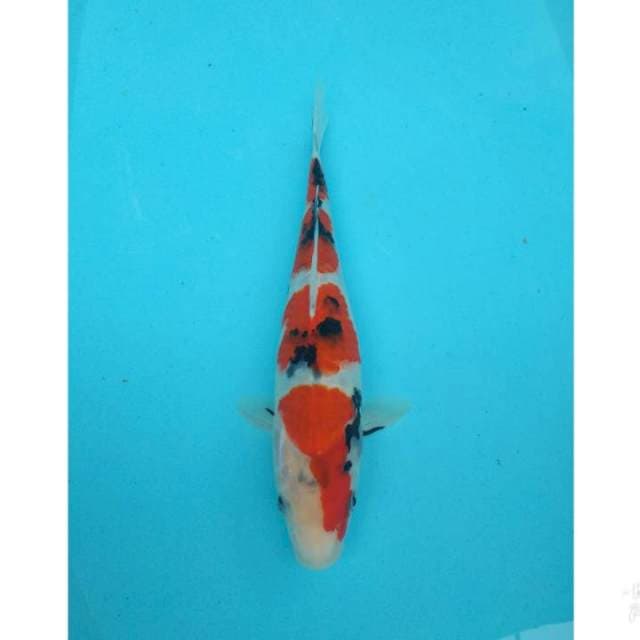 SANKE 4 STEP 29CM