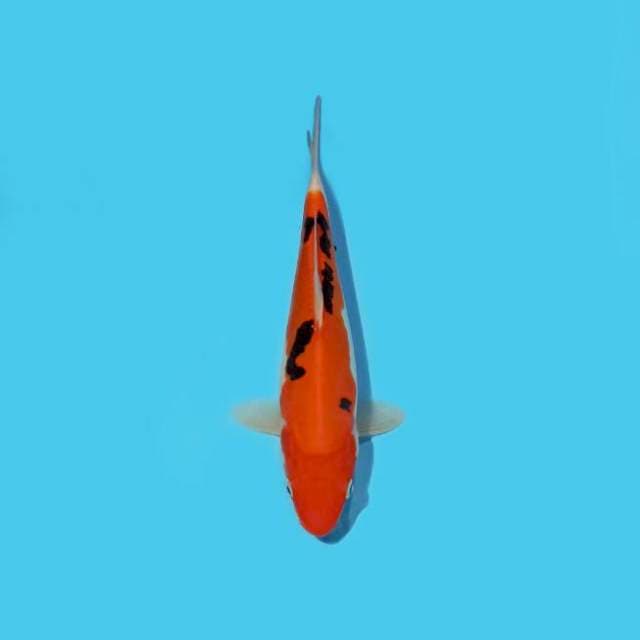 Beni Kumon 18 cm