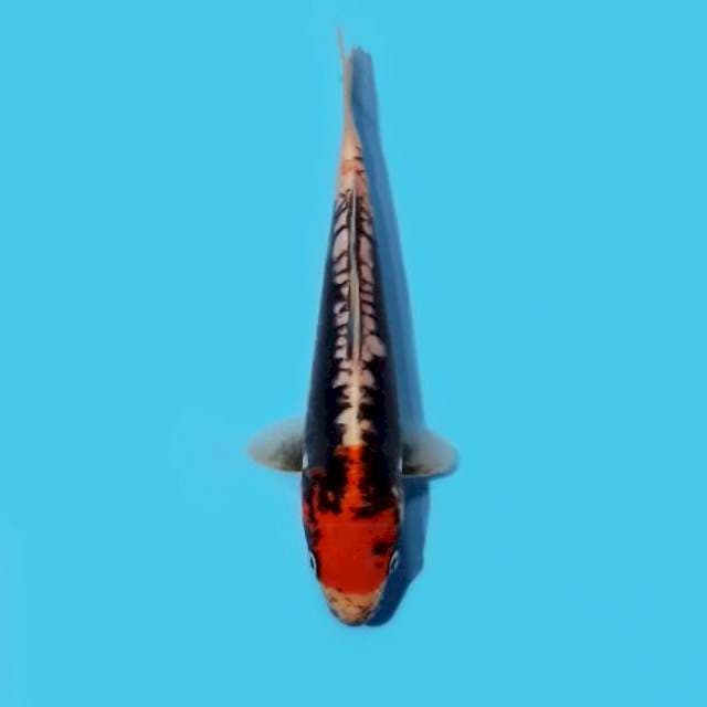 Beni Kumon 21 cm