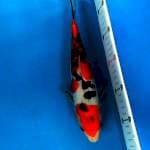 Sanke doitsu murni 30 cm