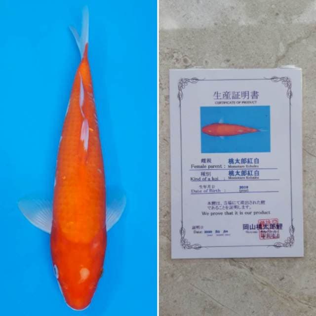 Momotaro kohaku 32cm serti