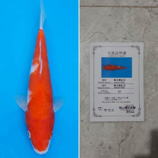Momotaro kohaku 30cm serti