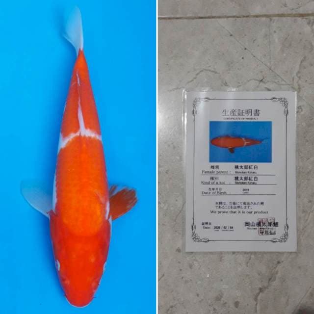 Momotaro kohaku 30cm serti