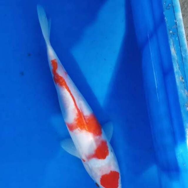 Kohaku Doitsu