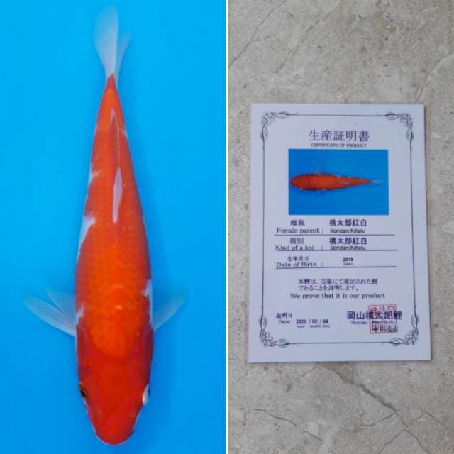 Momotaro kohaku 25cm serti