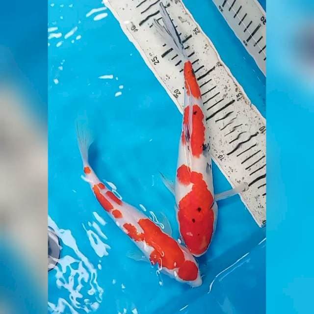 Kohaku & sanke