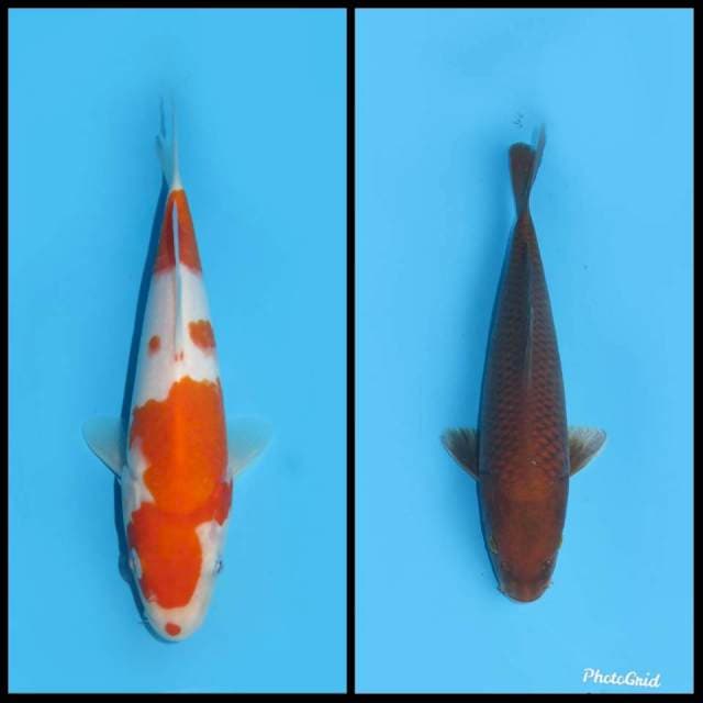 Kohaku & temabaga - 20&27cm