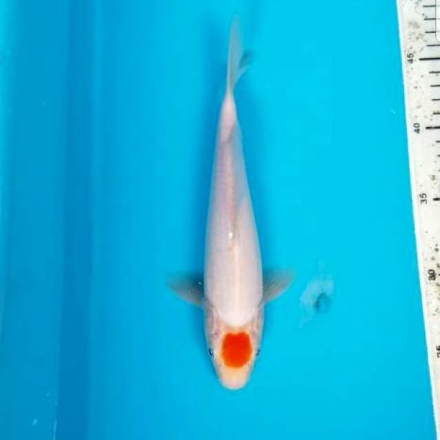 TANCHO KOHAKU 25 CM