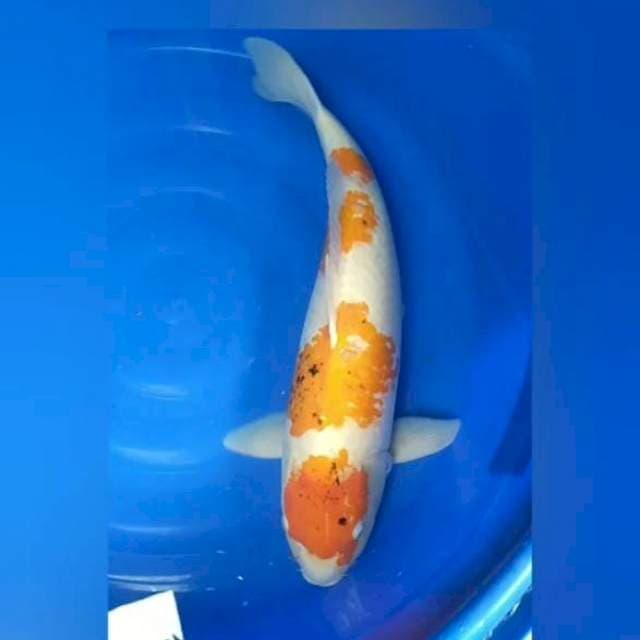 SUPER JUMBO