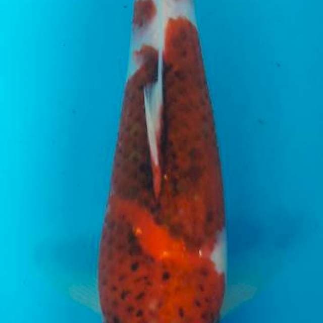 Goromo 27