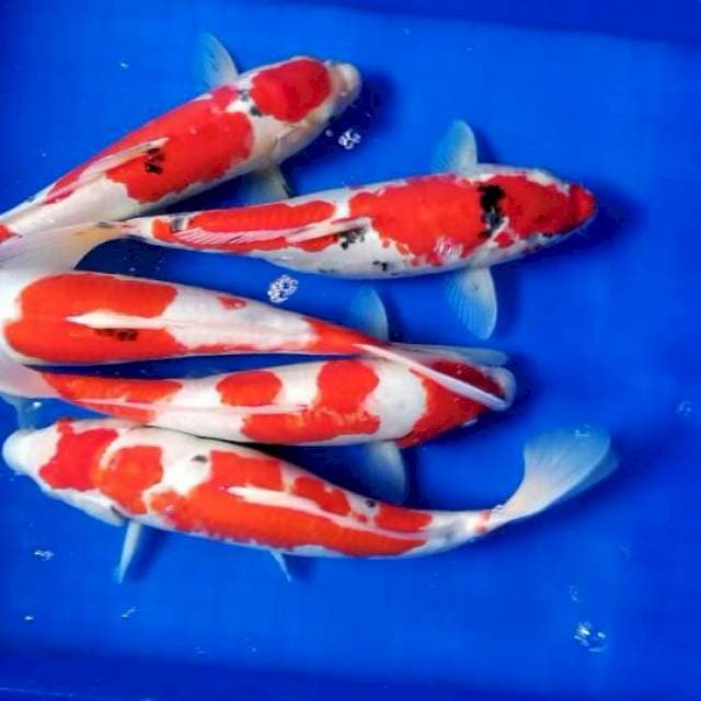Mix Sanke Kohaku || 33-37cm