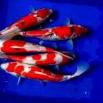 Mix Sanke Kohaku || 33-37cm