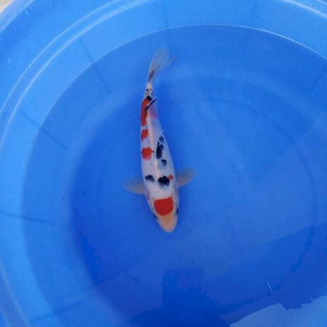 Maruten sanke 24cm 