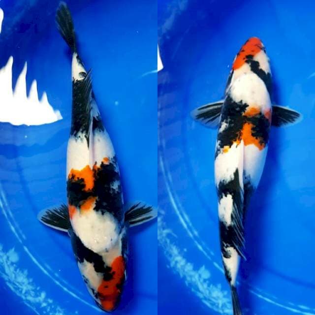 Showa 36cm female