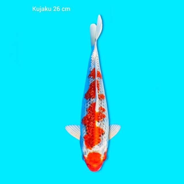 Kujaku ginrin 26 cm