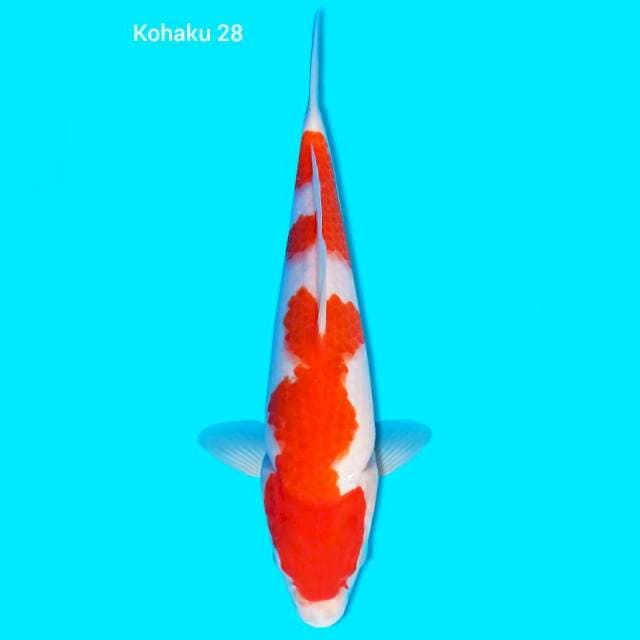 Kohaku 28 cm