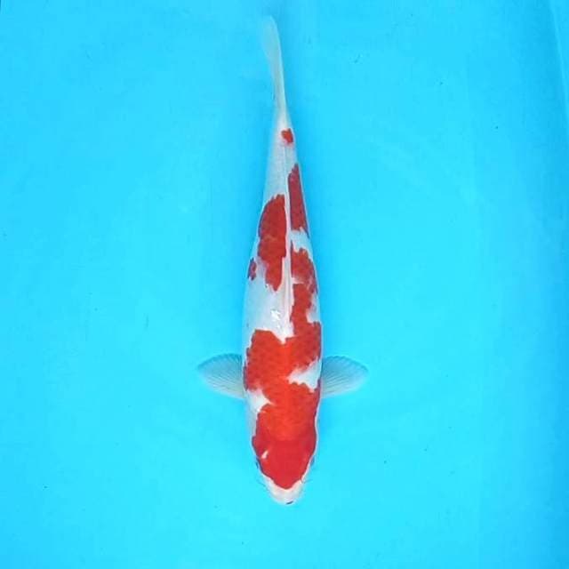1. Kohaku || 37 cm