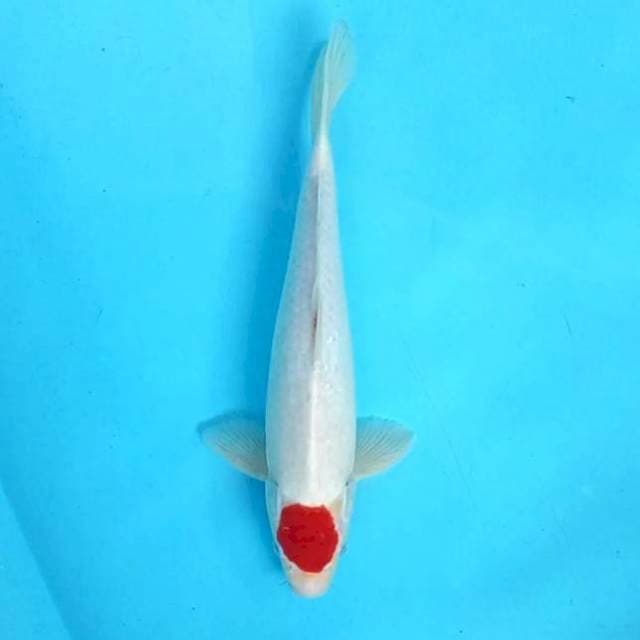 2. Tancho || 32 cm