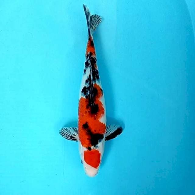 8. Maruten Sanke || 36 cm