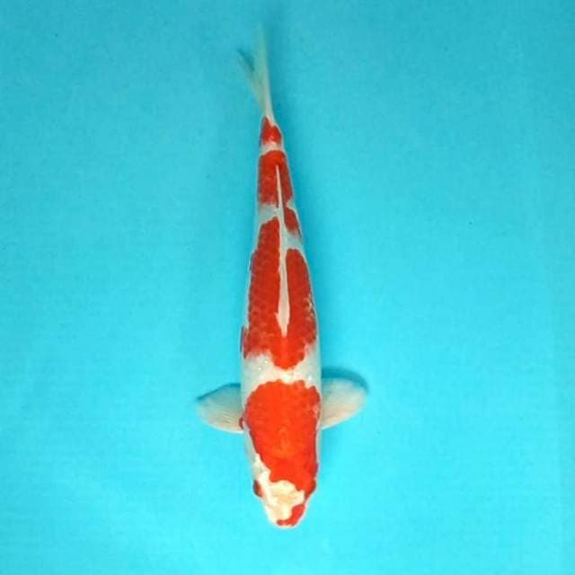 9. Kohaku Hikari || 32 cm