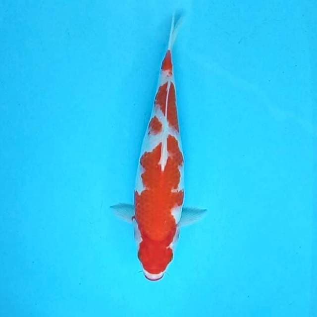 10. Kohaku Good Body || 33 cm