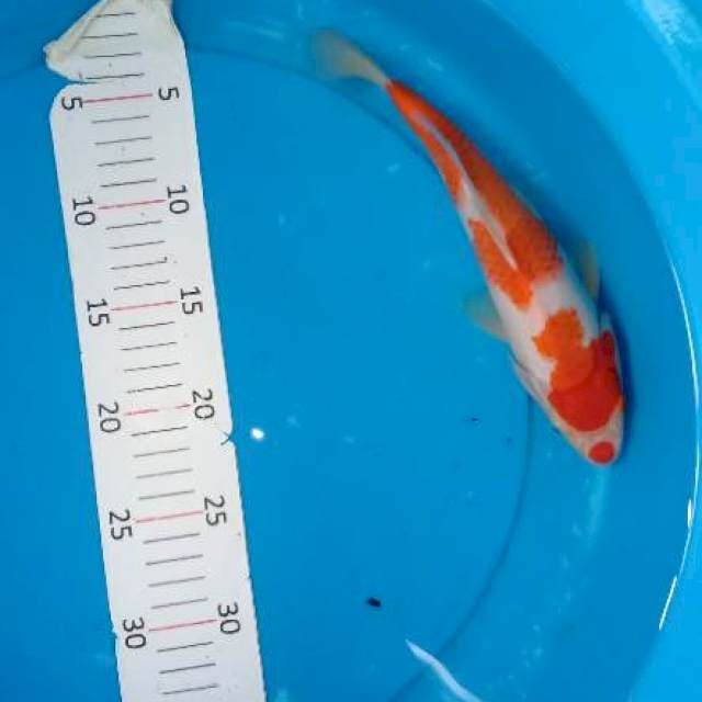 Beni kohaku