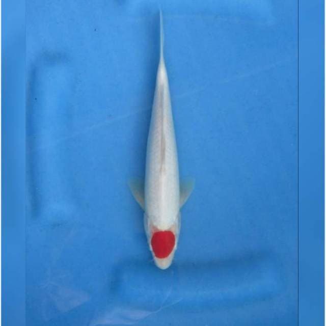 PUTIH SALJU - RED TANCHO KOHAKU
