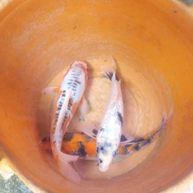Mix 3ekor